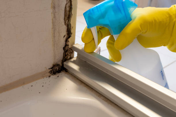 Best Commercial Mold Remediation in Fairmount Heights, MD