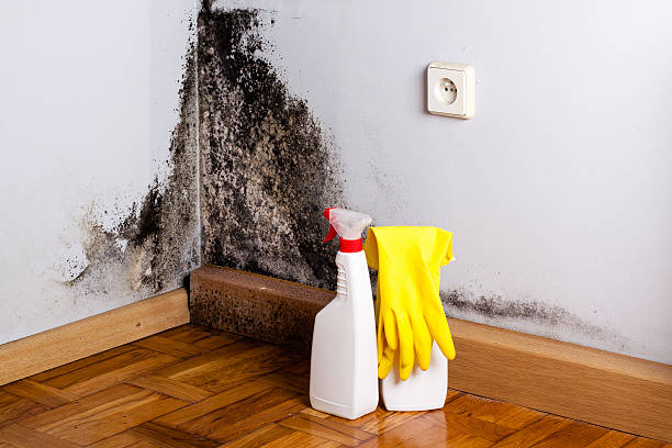 Best Black Mold Remediation in Fairmount Heights, MD