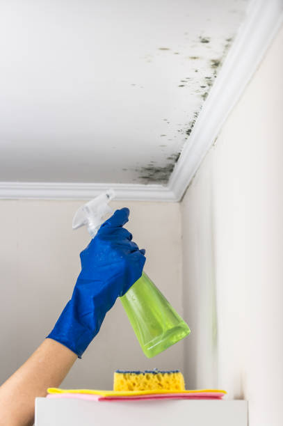Best Post-Flood Mold Remediation in Fairmount Heights, MD